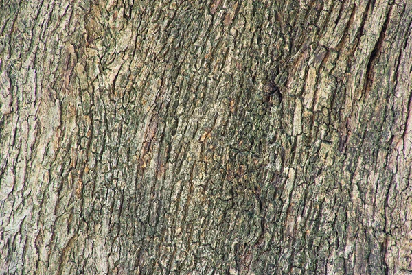 Olive tree trunk — Stock Photo, Image