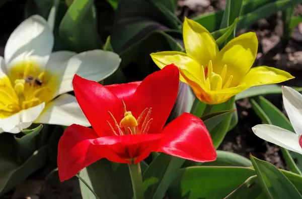 Wild tulip Tulipa kaufmanniana — Stockfoto