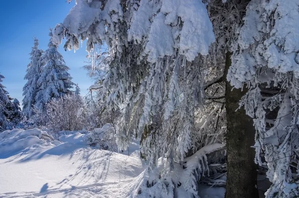 Foresta in inverno — Foto Stock