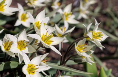 yabani Lale Tulipa turkestanica