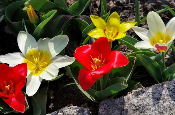 Wilde Tulpe tulipa kaufmanniana — Stockfoto