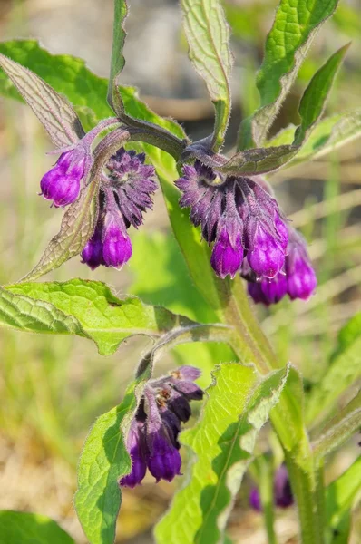 Comfrey — Stock Photo, Image