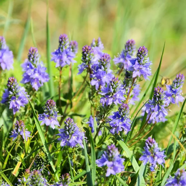 Veronica austriaca — Stock fotografie