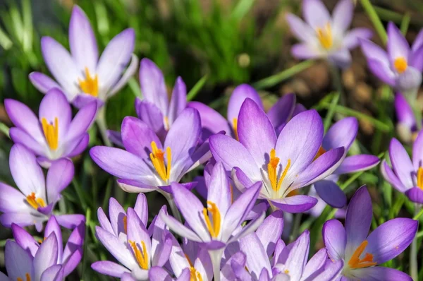 Crocus — Stock Photo, Image