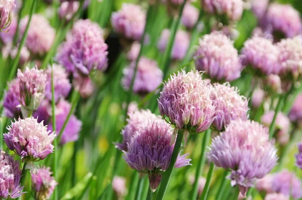 Chives — Stock Photo, Image