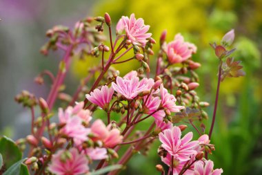 Lewisia cotyledon, Siskiyou lewisia veya yamaç hizmetçileri dayanıklı bir daimi yıIdızdır.