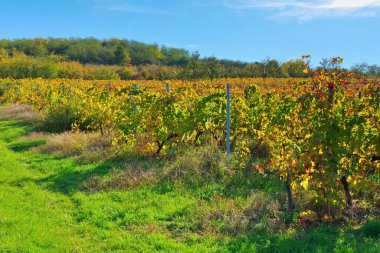 Minis-Maderat Vineyards in Romania, near Arad
