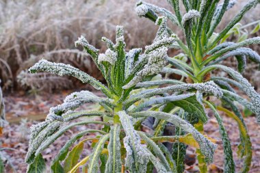 Lacinato kale, a special type of kale in winter with hoarfrost