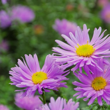 Aster novi belgii