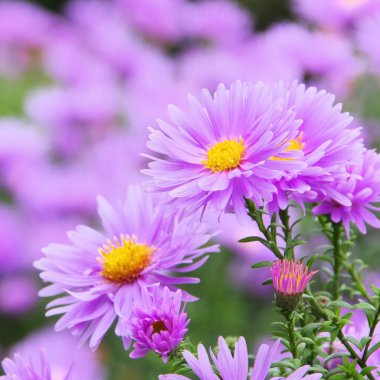 Aster novi belgii