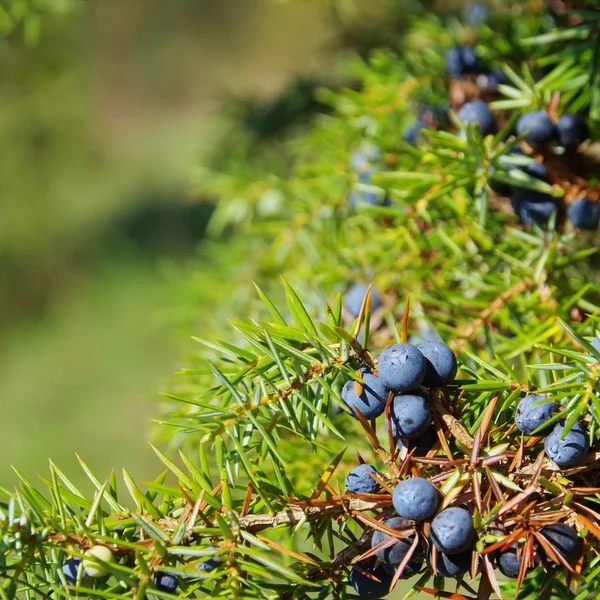 Juniper. — Fotografia de Stock