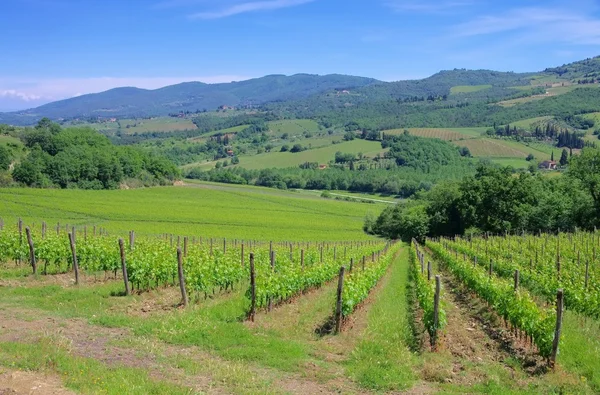 Viña Chianti — Foto de Stock