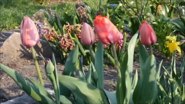 Piros tulipán — Stock videók