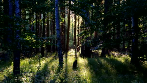 Лес и солнечные лучи — стоковое видео