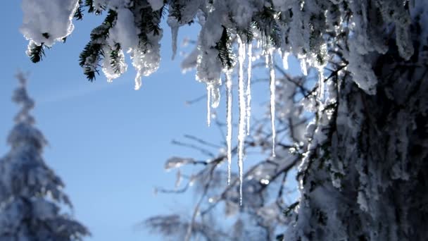 Vuren twig in sneeuw — Stockvideo