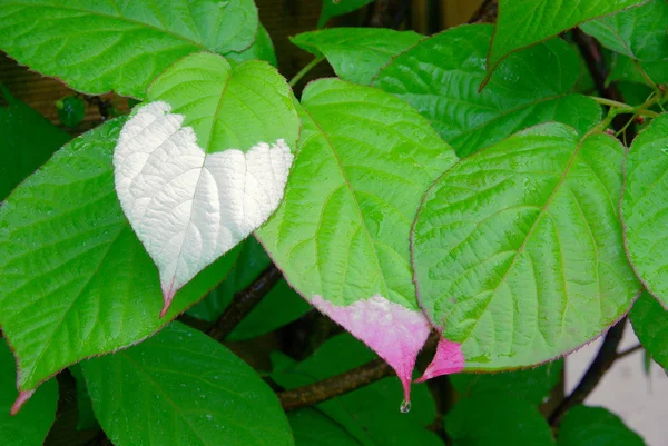 Actinidia kolomikta bitki — Stok fotoğraf