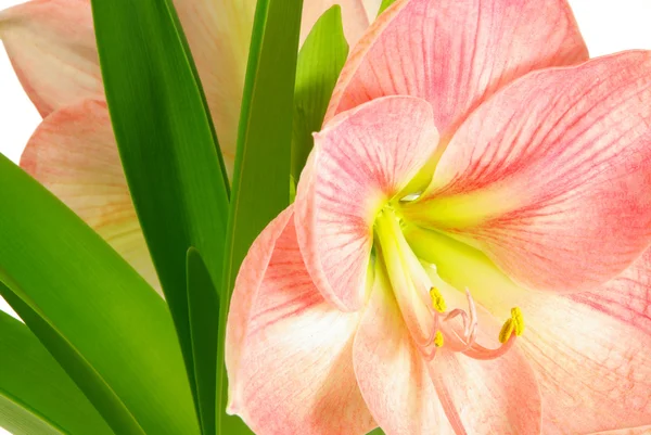 Amaryllis plant and flower — Stock Photo, Image