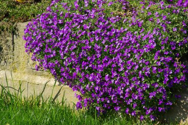 Mor Aubrieta çiçekler