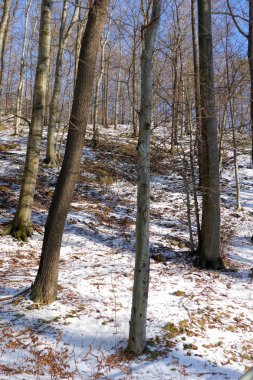 Kışın kayın ormanı