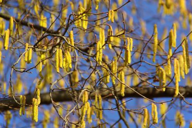 İlkbaharda fındık ağacı