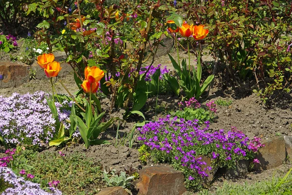 Aubrieta flores en el jardín — Foto de Stock