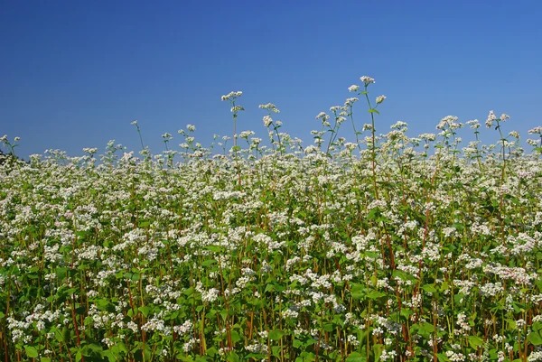 Buckwheat in summer — Stock Photo, Image