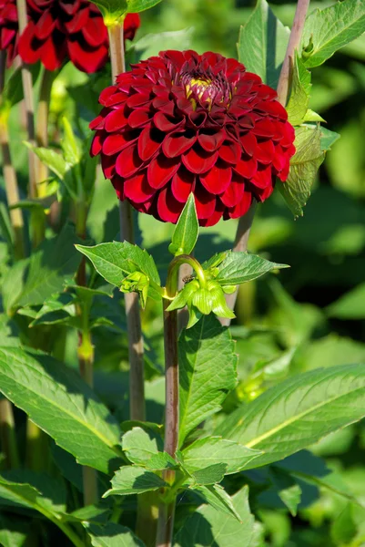 Röd dahlia blomma — Stockfoto