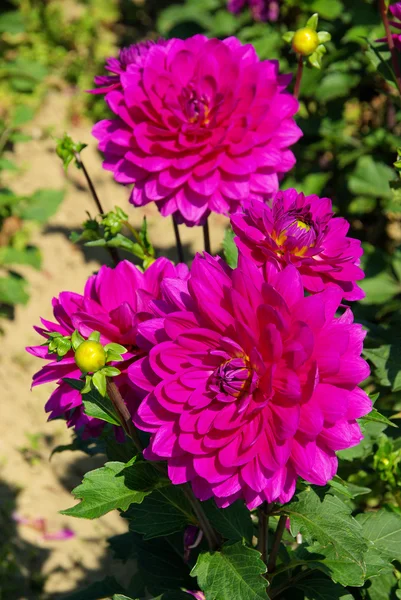 Roze dahlia bloem — Stockfoto