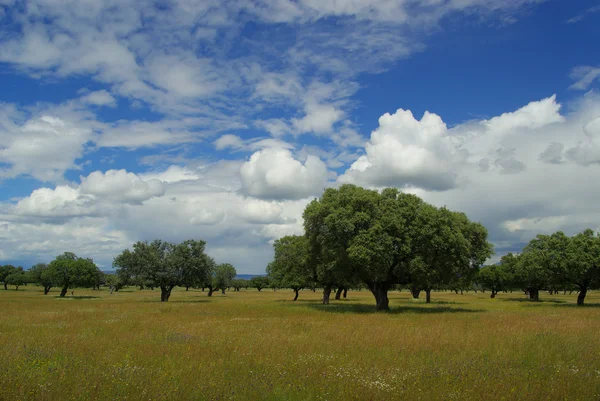 Dehesa landschap in Spanje — Stockfoto