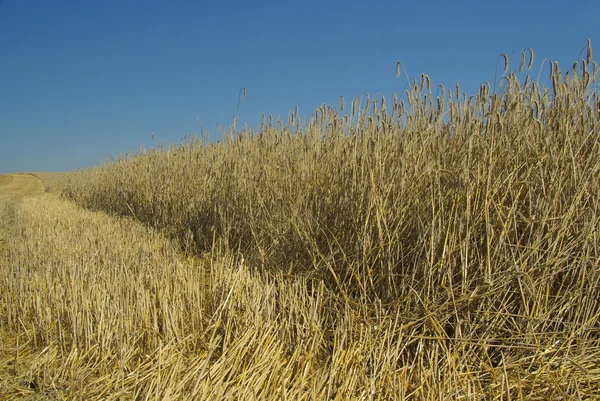 Field in summer — Stock Photo, Image