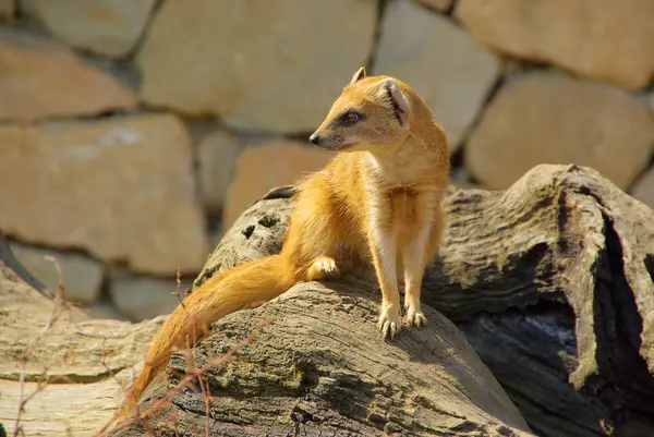 Yellow Mongoose — Stock fotografie