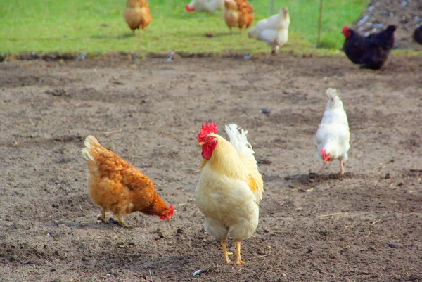 Frango na fazenda — Fotografia de Stock