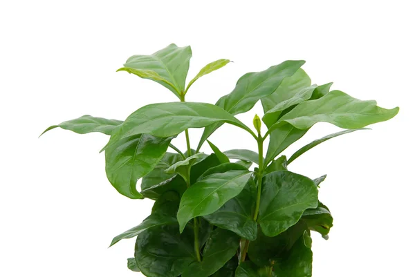 A coffee plant — Stock Photo, Image