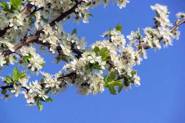 Fiore di ciliegio bianco — Foto Stock