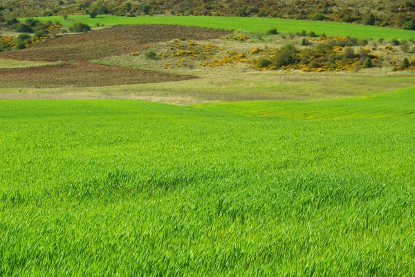 Green Castile field — Stock Photo, Image