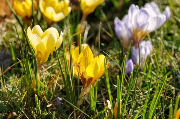 Crocus květy na jaře — Stock fotografie