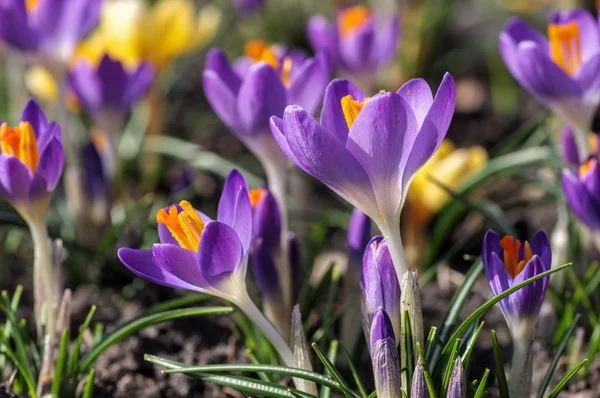 Crocus květy na jaře — Stock fotografie