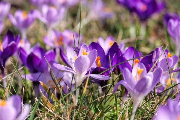 Crocus květy na jaře — Stock fotografie