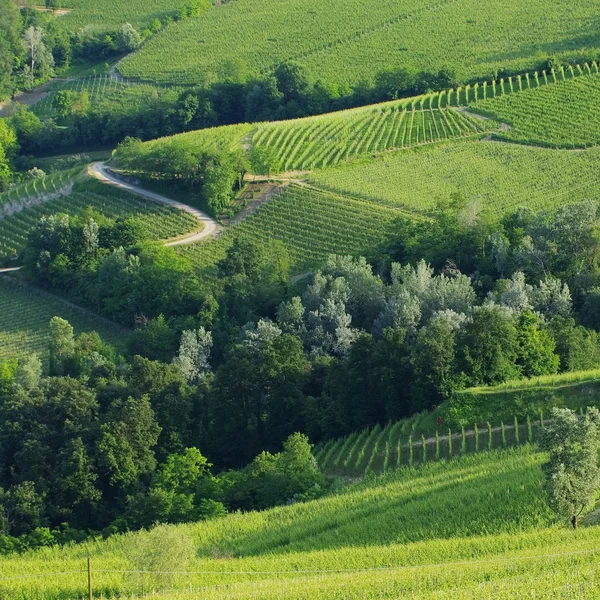 Langhe, as vinhas — Fotografia de Stock