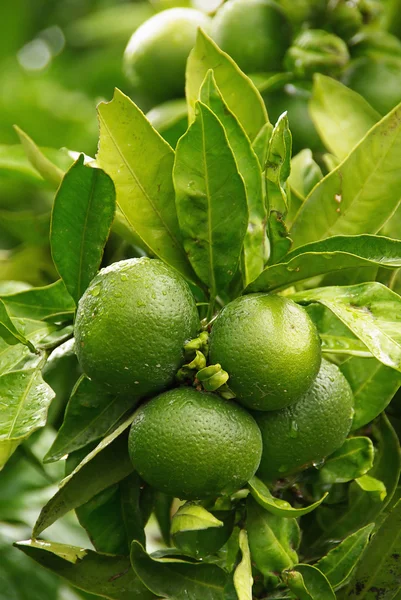 Muchos frutos de mandarina —  Fotos de Stock