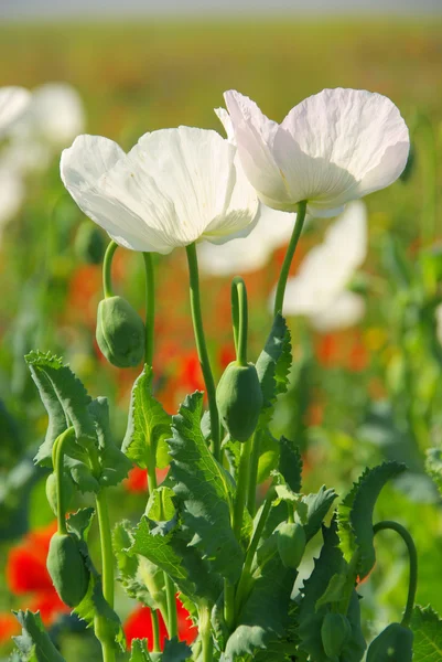 白いケシの花 — ストック写真