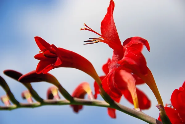 Red Crocosmia flower — Stock Photo, Image