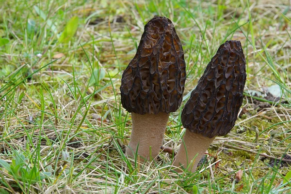 Kaksi morel-sientä — kuvapankkivalokuva
