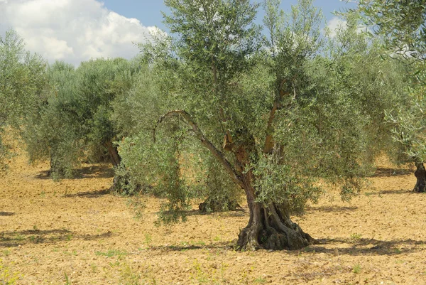 Olive grove field — Stock Photo, Image