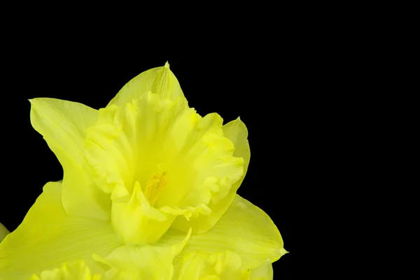 Daffodil on black — Stock Photo, Image