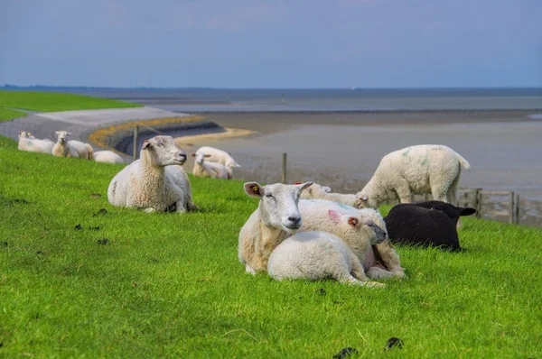 Oost-Friesland sheeps — Stockfoto