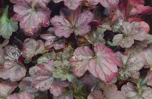 Purple Heuchera plants — Stock Photo, Image