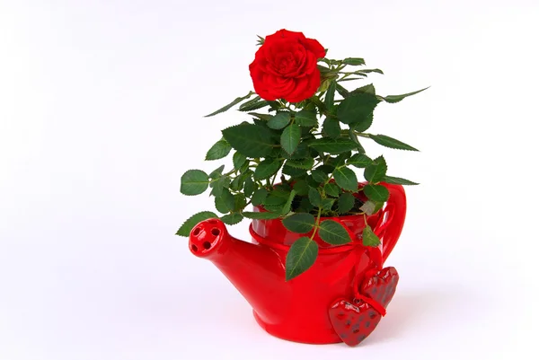 Vermelho pequeno Rose — Fotografia de Stock