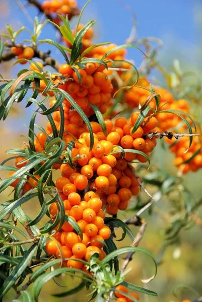 Bayas de espina sallow — Foto de Stock