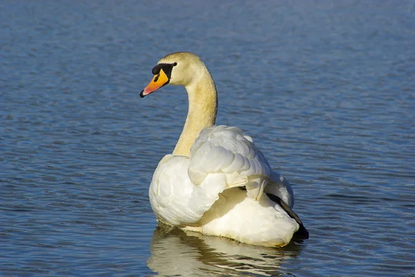 Un cisne blanco —  Fotos de Stock